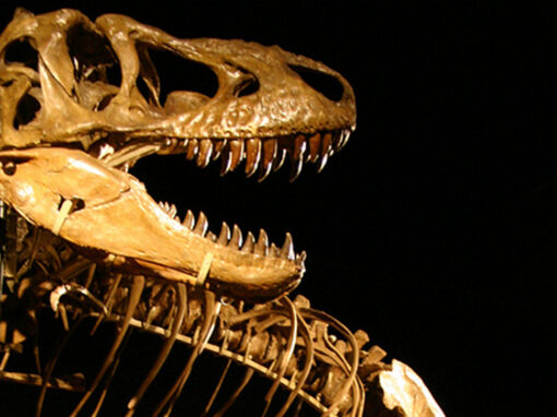 Bones – Die Jagd nach Dinofossilien