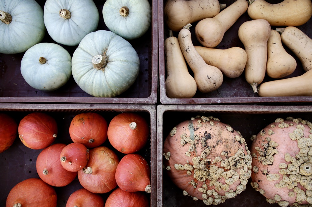 Kürbisse in Bordelais<br />
